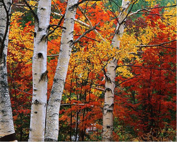 color photo of maple trees in fall foliage